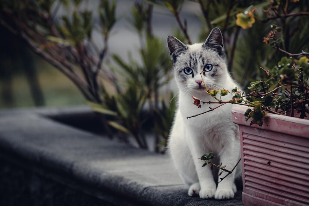 soins naturels chat