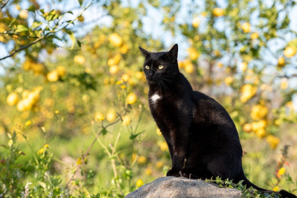 remède naturel chat